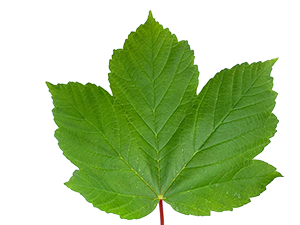 Ein grünes Ahornblatt